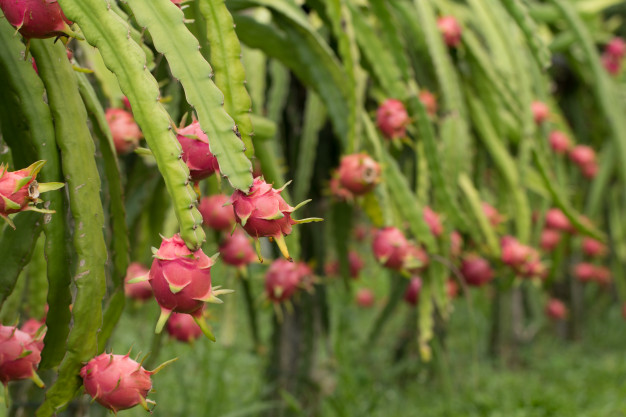 planta de pitaya